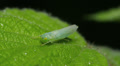 Sharpshooter (Pagaronia minor) Expels Water Droplets 3 Video