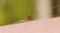 Mosquito blood sucking on human skin Video