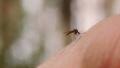Mosquito blood sucking on human skin Video