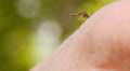 Mosquito blood sucking on human skin Video