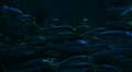 video clip 39747715
