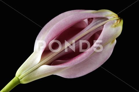 Blossom Of Pink Lily, Lilium, In Front Of Black Background