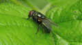 Common Green Bottle Fly (Lucilia sericata) 3 Video