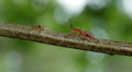 Predatory Stink Bug (Apoecilus cynicus) 1 Video