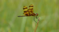 Halloween Pennant (Celithemis eponina) Dragonfly - Male 1 Video