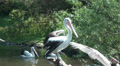 Black-white Australian Pelicans come together in solidarity Video