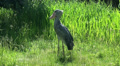 A shoe-billed stork is moving a bit Video