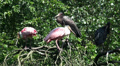 Black storck and similiar birds standing on tree Video