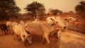 Herd of cows in Bagan, Myanmar Video