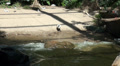 Inca terns and other seabirds at the coast Video