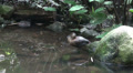 Single tropic duck in jungle habitat Video