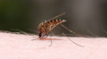Mosquito blood sucking on human skin Video