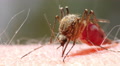 Mosquito blood sucking on human skin Video