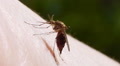 Mosquito blood sucking on human skin Video
