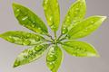 fresh green leaves