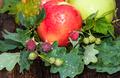 apple red color