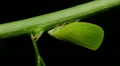 Planthopper (Acanalonia conica) 2 Video