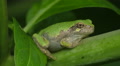Gray Treefrog (Hyla versicolor) 10 Video