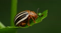 False Potato Beetle (Leptinotarsa juncta) 1 Video