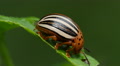 False Potato Beetle (Leptinotarsa juncta) 2 Video