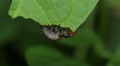 4K False Potato Beetle (Leptinotarsa juncta) Nymph 1 Video