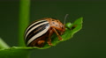 4K False Potato Beetle (Leptinotarsa juncta) 1 Video