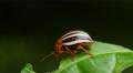 4K False Potato Beetle (Leptinotarsa juncta) 3 Video