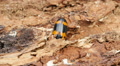 Pleasing Fungus Beetle (Megalodacne fasciata) 1 Video