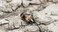 Pleasing Fungus Beetle (Megalodacne fasciata) 2 Video
