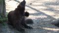 4k UHD Wolverine jumping running and scratching neck Video