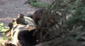 Wolverine jumping running and scratching neck Video