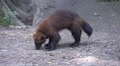 Wolverine short move Video