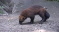 Wolverine slow motion moving Video