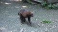 Running and jumping Wolverine at sunny day Video