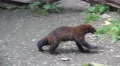 4k UHD Wolverine running round in circles Video
