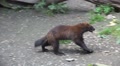 Wolverine running round in circles Video