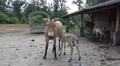4k Cute Przewalski-Horse foal drinking from mother Video