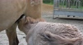 4k Thirsty Przewalski-Horse foal close up Video