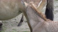 4k Przewalski-Horse foal close up Video