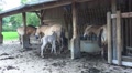 Przewalski-Horses with cute foals at a farm Video
