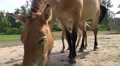 4k Low angle Przewalski-Horse with cute foal disturbed by flies Video