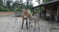 Cute Przewalski-Horse foal drinking from mother Video