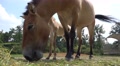 4k Przewalski-Horse with cute foal low angle eating hay Video