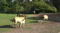 Przewalski-Horses with cute foals on a sunny meadow Video
