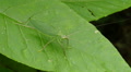 Common True Katydid (Pterophylla camellifolia) - Female 3 Video