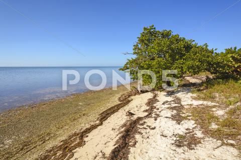 Stock photo of mangrove and beach at low tide