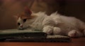 Fluffy Cat With Orange Points Cleans Herself With Its Tongue 4K Video