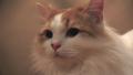 Fluffy Cat With Orange Points Close Up On Face HD Video