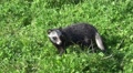 4k Young Raccoon Dog close up looking to camera Video