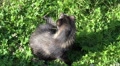 Cute young Raccoon Dog close up from above Video